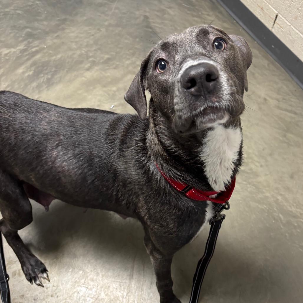 Marlowe, Adoptable, Adult Female Mixed Breed.