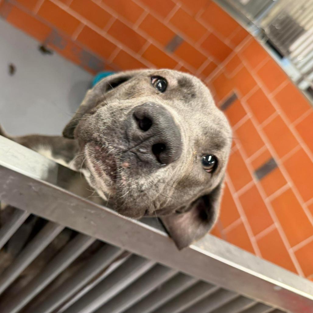 Enlarge Marlowe, a Adoptable Mixed Breed in DeKalb, IL image 2/6