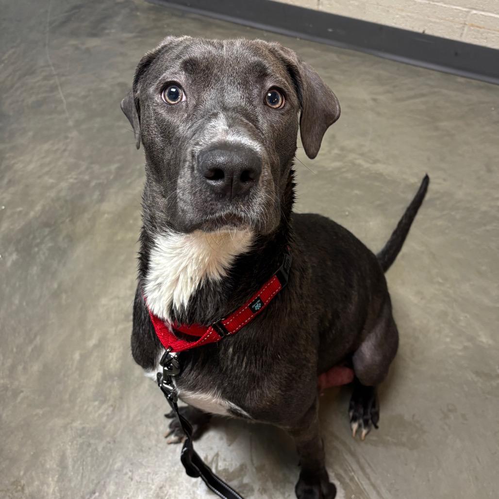 Enlarge Marlowe, a Adoptable Mixed Breed in DeKalb, IL image 3/6