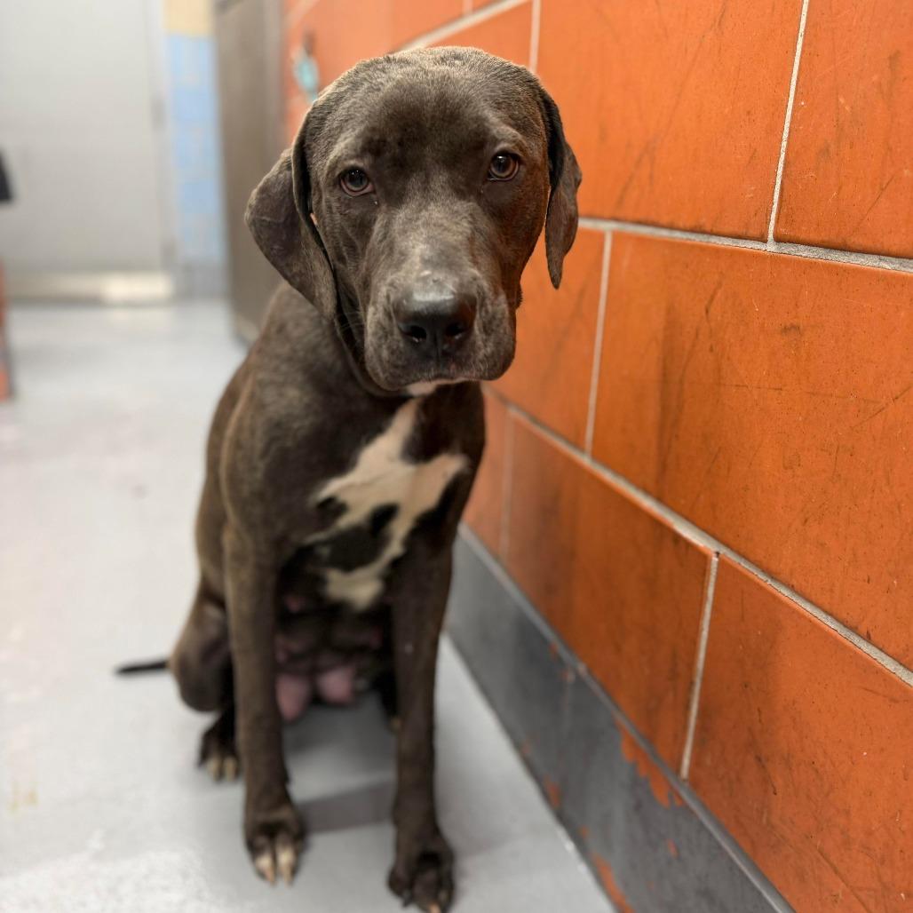 Enlarge Marlowe, a Adoptable Mixed Breed in DeKalb, IL image 4/6