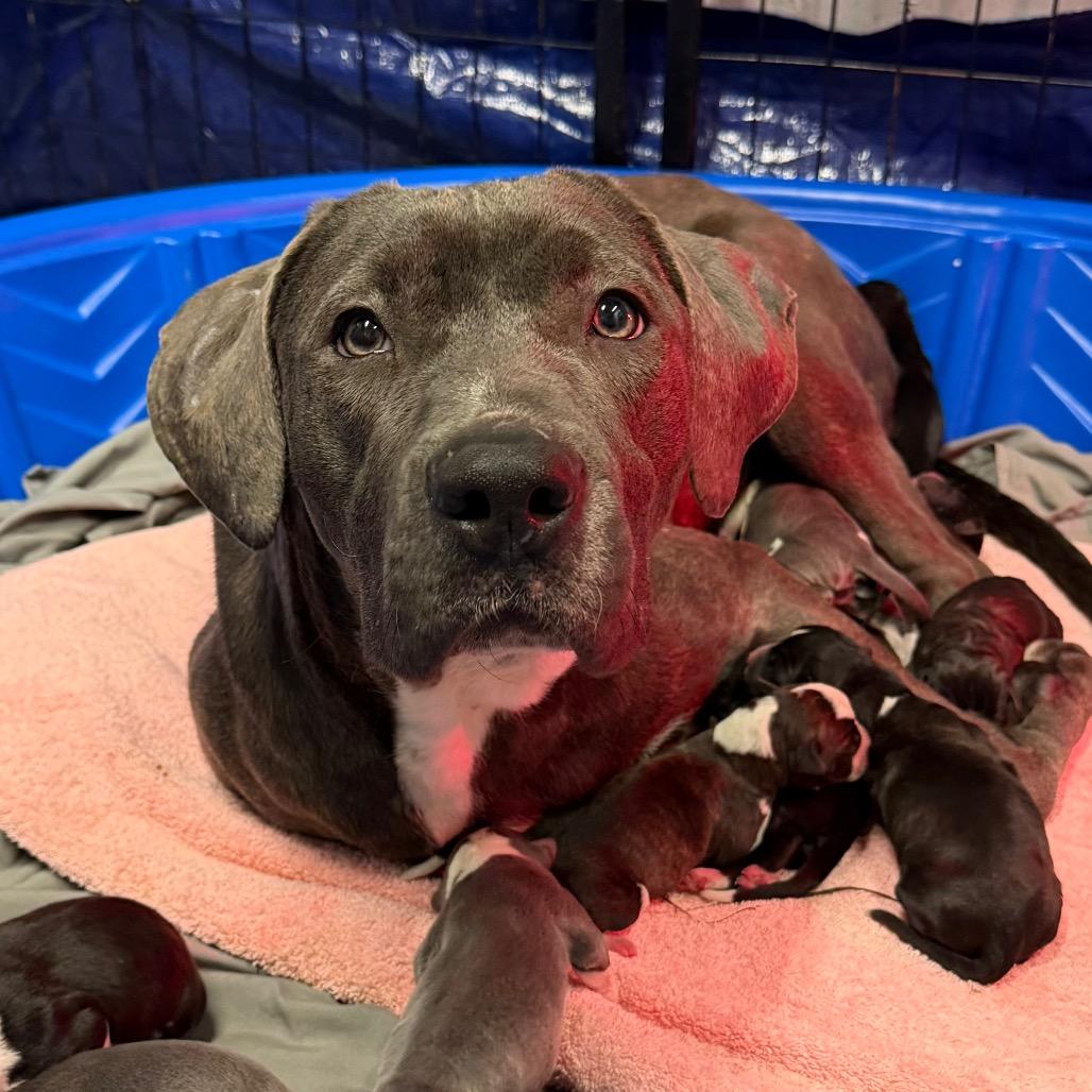 Enlarge Marlowe, a Adoptable Mixed Breed in DeKalb, IL image 5/6