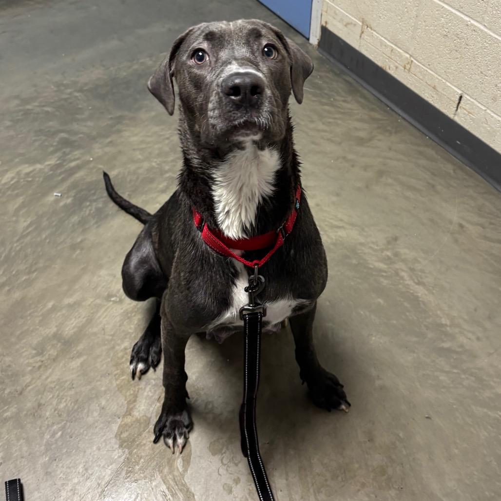 Enlarge Marlowe, a Adoptable Mixed Breed in DeKalb, IL image 6/6