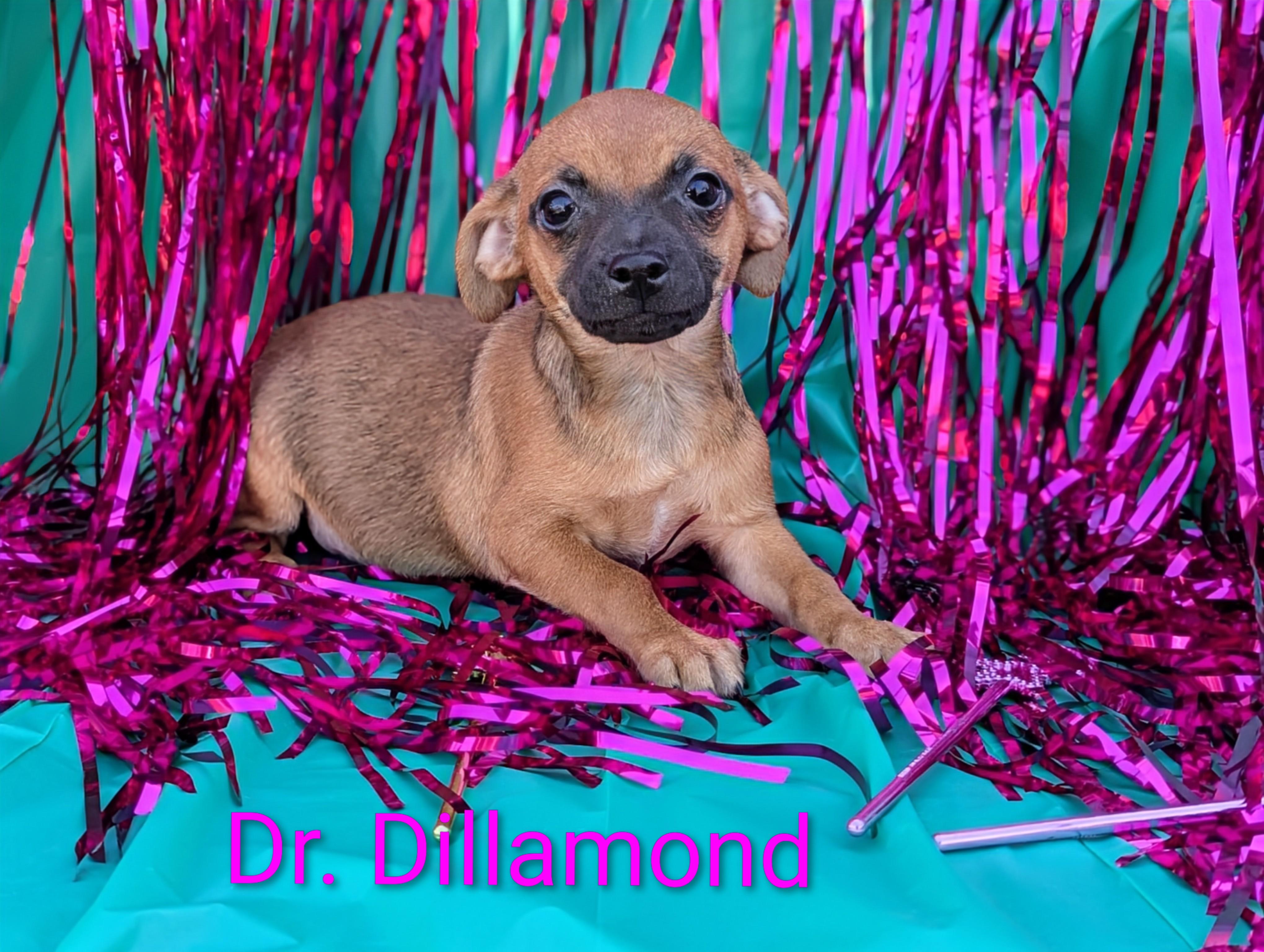 Dr. Dillamond, Adoptable, Puppy Male Chihuahua.
