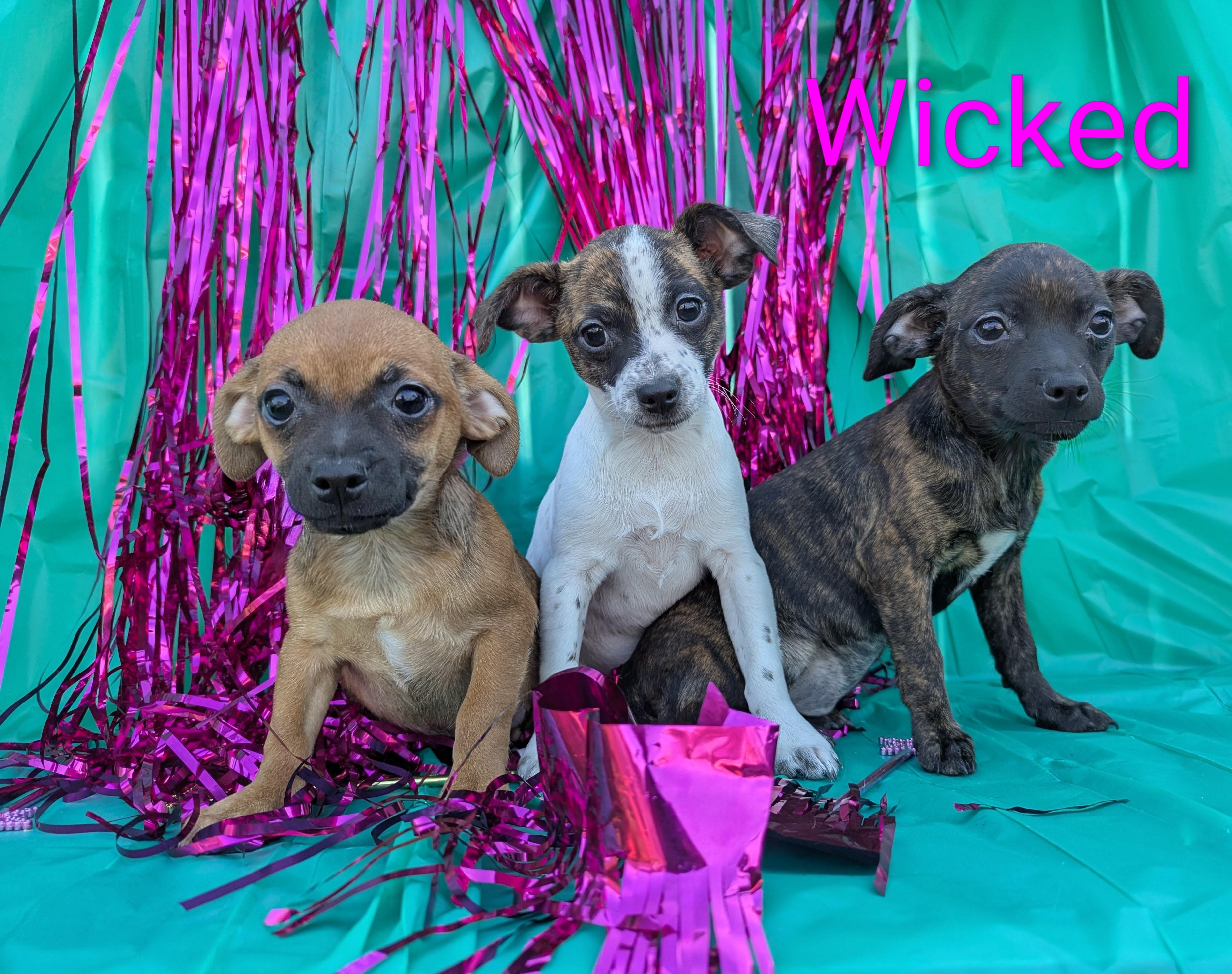 Dr. Dillamond, a Adoptable mixed breed in San Jose, CA image 2/3