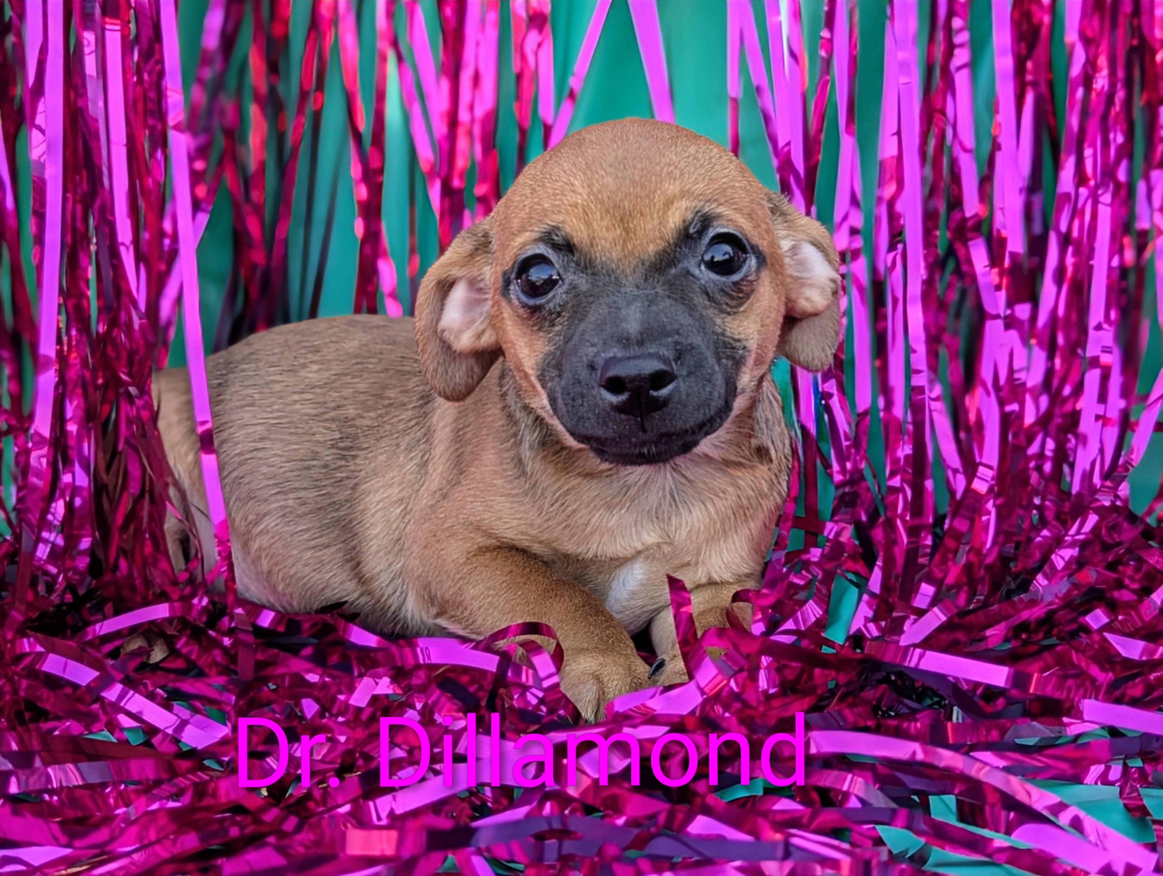 Dr. Dillamond, a Adoptable mixed breed in San Jose, CA image 3/3