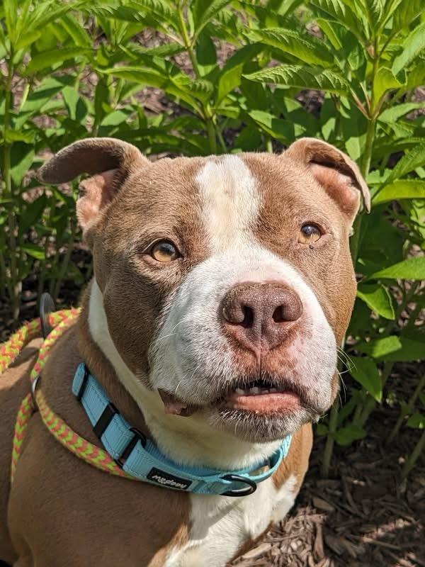 Cash (ID 51489), an adoptable Pit Bull Terrier in Manassas, VA image 2/2