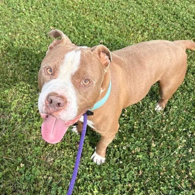 Cash (ID 51489), adoptable, Adult Male Pit Bull Terrier.