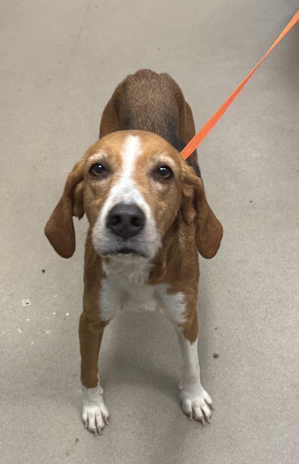 Virginia, Adoptable, Adult Female Hound.