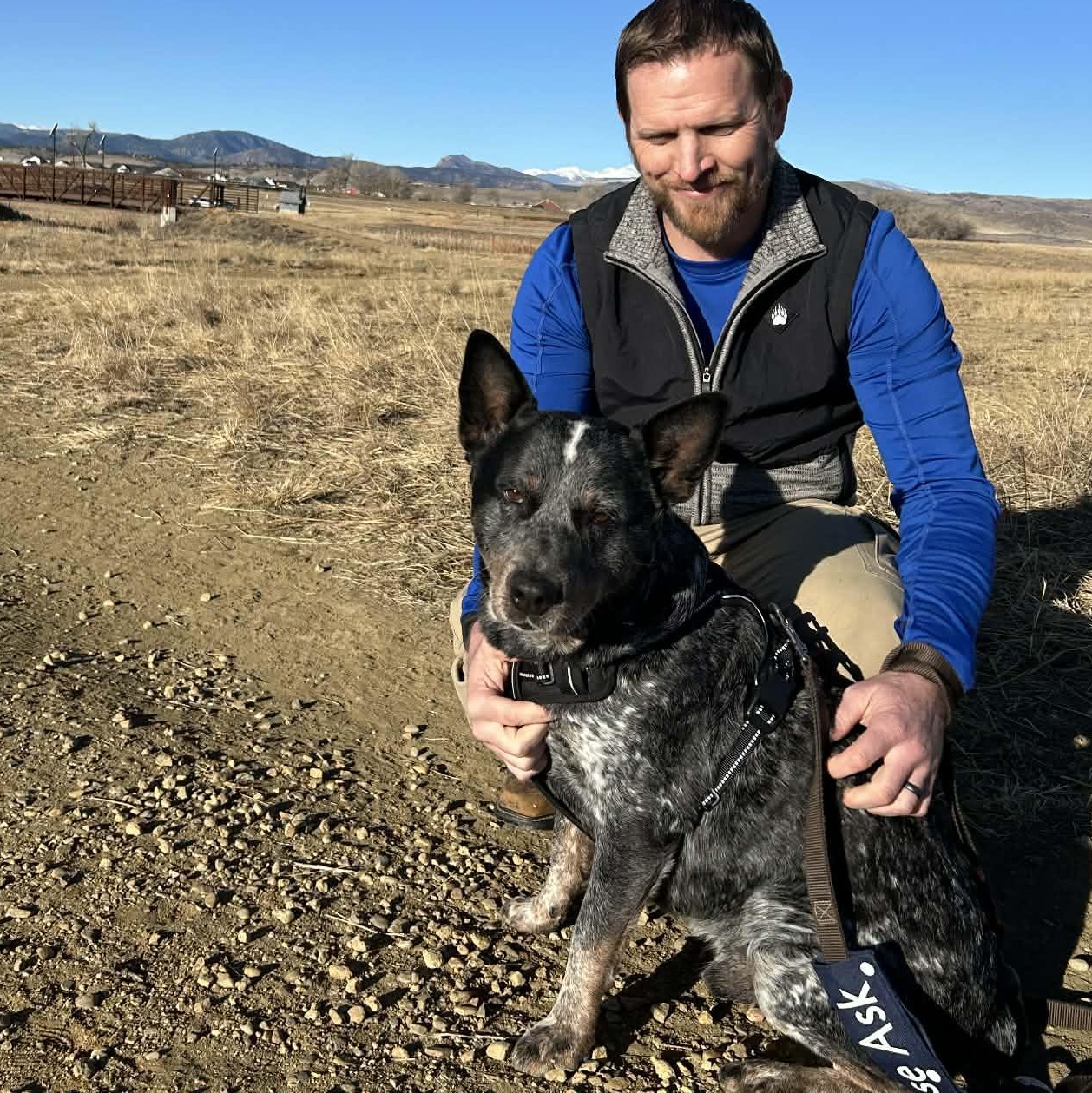 Enlarge Moose, a Adoptable Australian Cattle Dog / Blue Heeler in Springtown , TX image 2/5