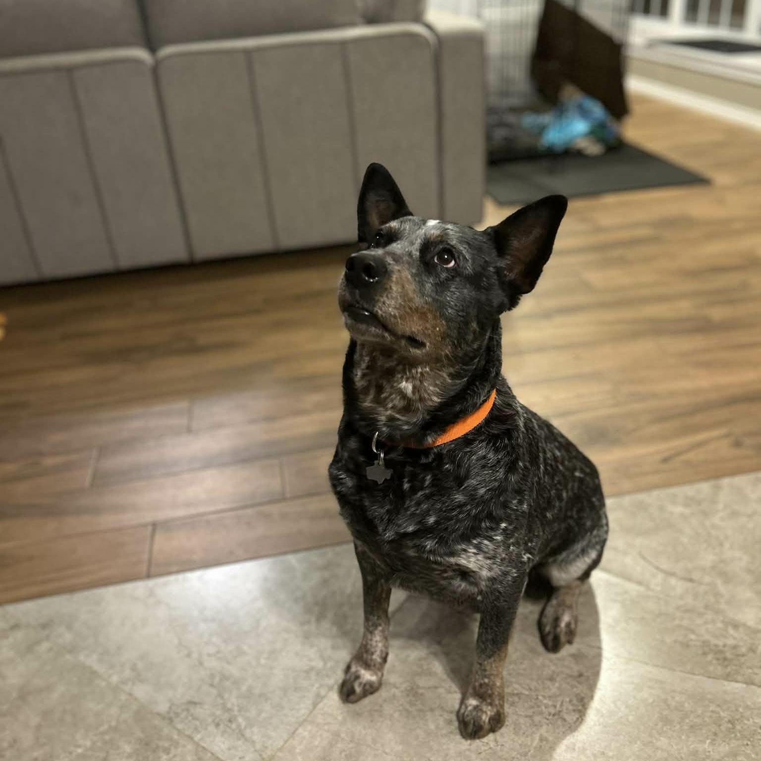 Enlarge Moose, a Adoptable Australian Cattle Dog / Blue Heeler in Springtown , TX image 1/6