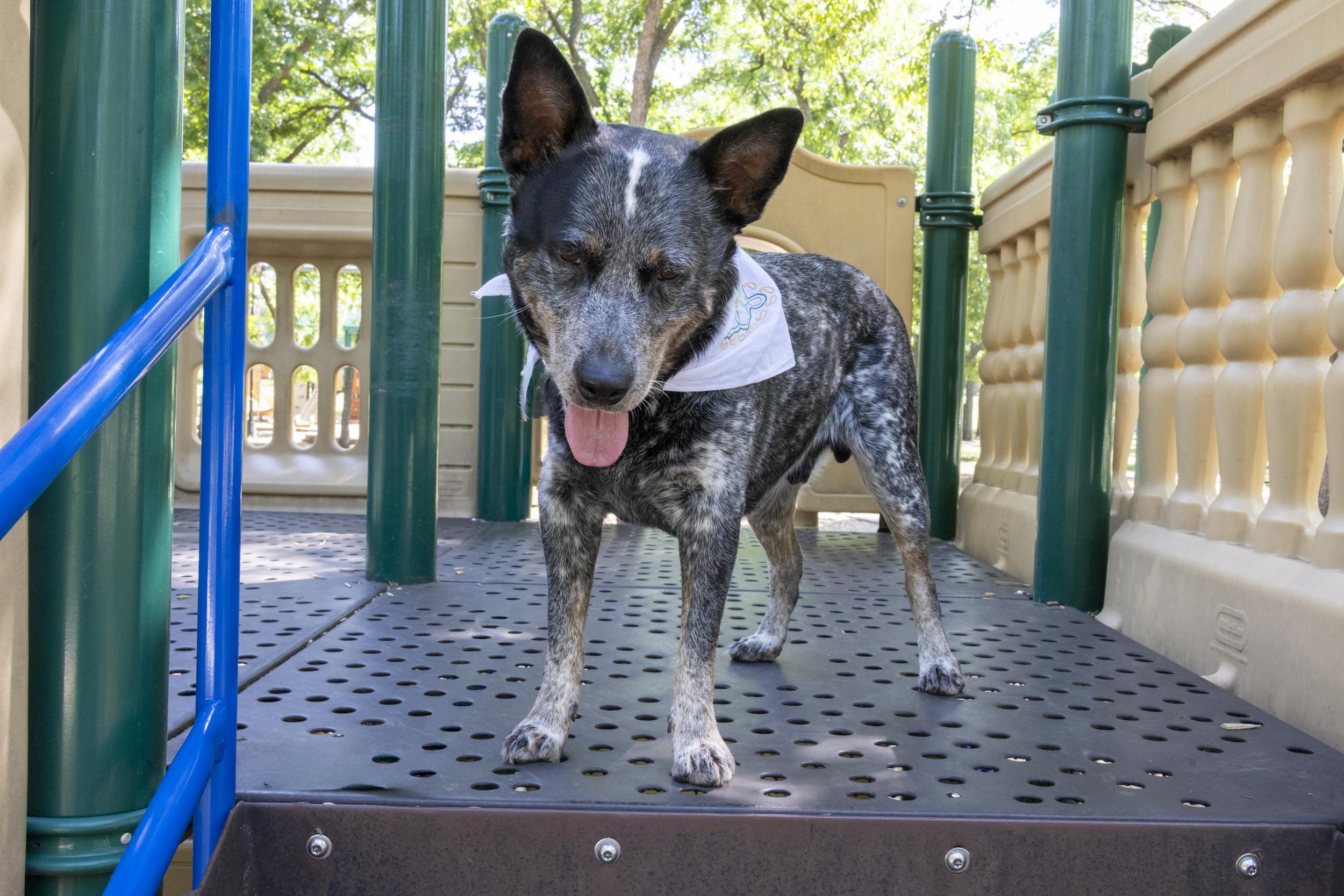 Enlarge Moose, a Adoptable Australian Cattle Dog / Blue Heeler in Springtown , TX image 3/6