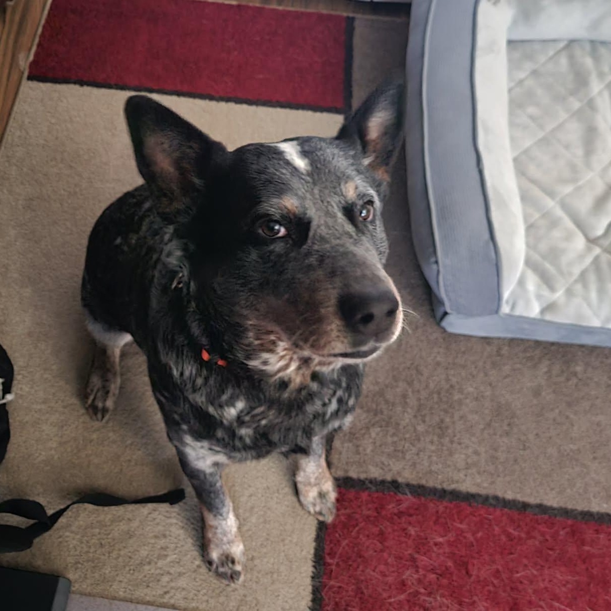 Enlarge Moose, a Adoptable Australian Cattle Dog / Blue Heeler in Springtown , TX image 2/6