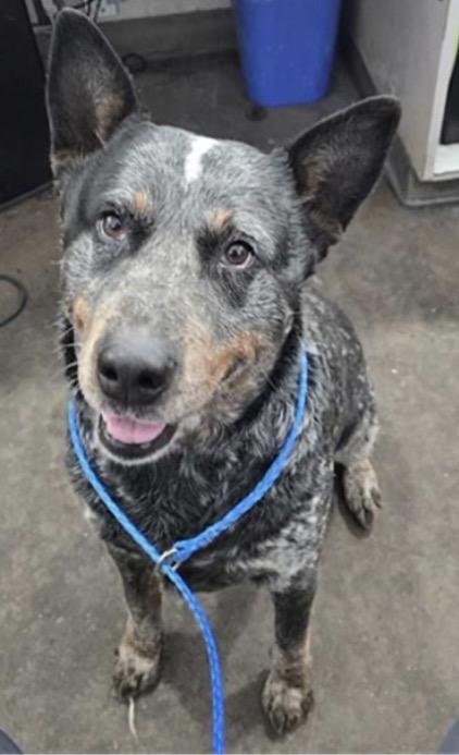 Enlarge Moose, a Adoptable Australian Cattle Dog / Blue Heeler in Springtown , TX image 1/5
