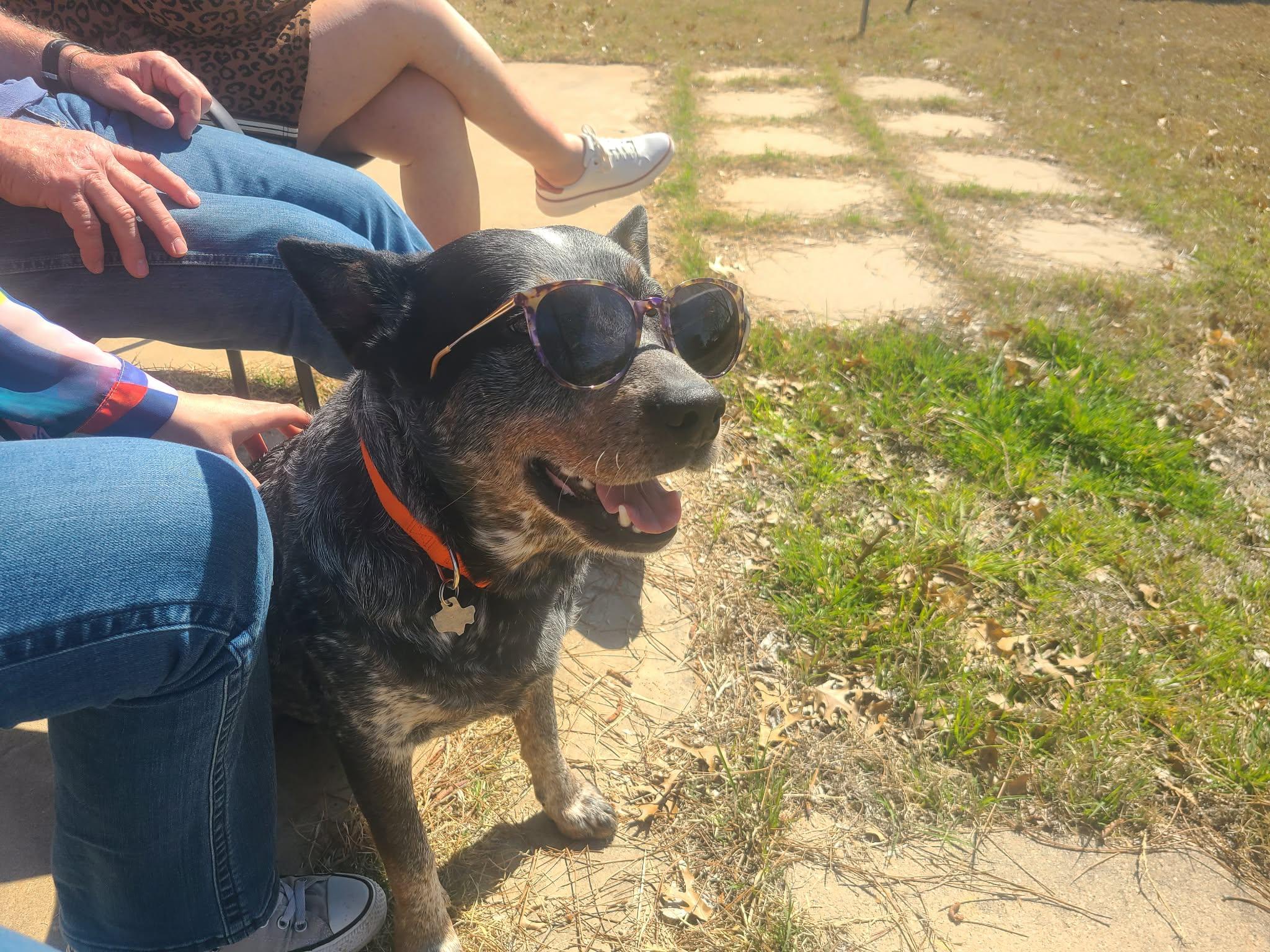 Enlarge Moose, a Adoptable Australian Cattle Dog / Blue Heeler in Springtown , TX image 6/6