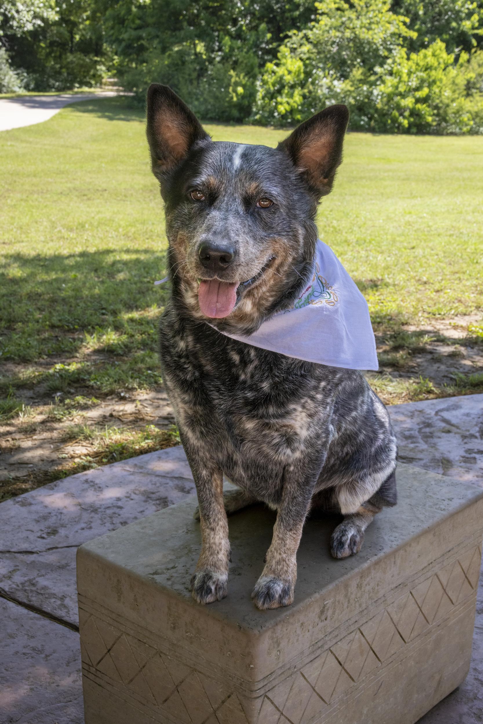 Enlarge Moose, a Adoptable Australian Cattle Dog / Blue Heeler in Springtown , TX image 2/6