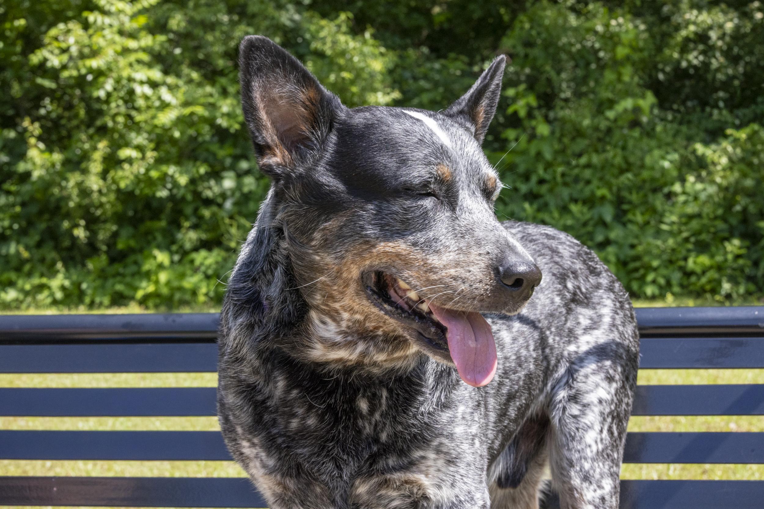 Enlarge Moose, a Adoptable Australian Cattle Dog / Blue Heeler in Springtown , TX image 5/6