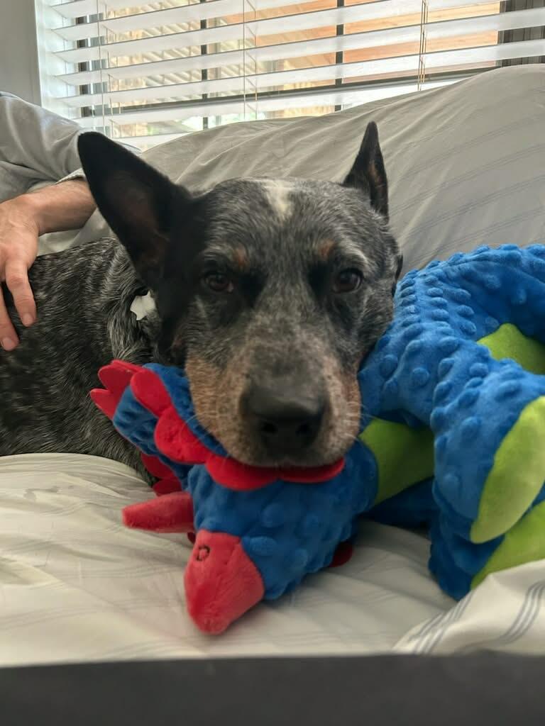 Enlarge Moose, a Adoptable Australian Cattle Dog / Blue Heeler in Springtown , TX image 1/6
