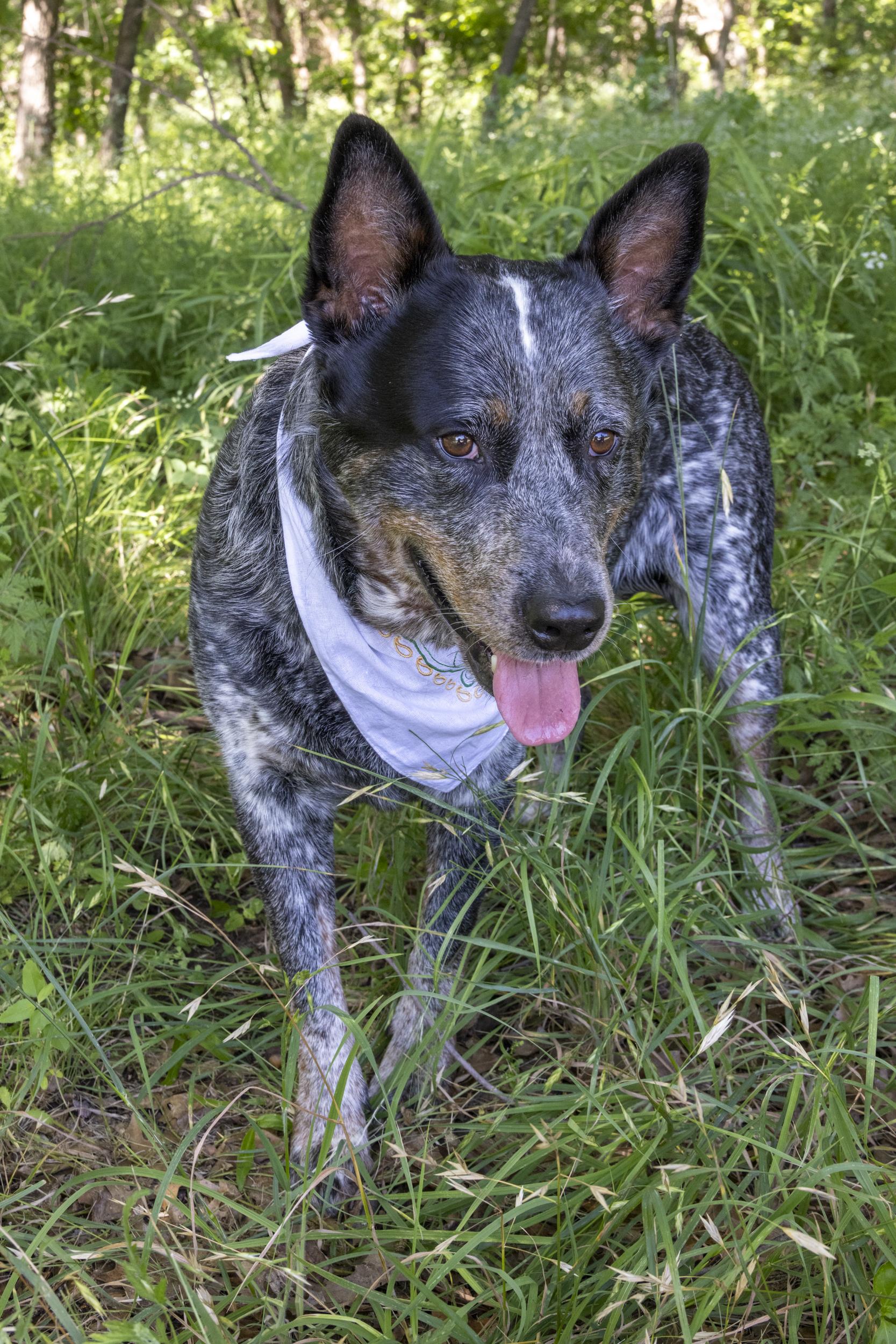 Enlarge Moose, a Adoptable Australian Cattle Dog / Blue Heeler in Springtown , TX image 1/6