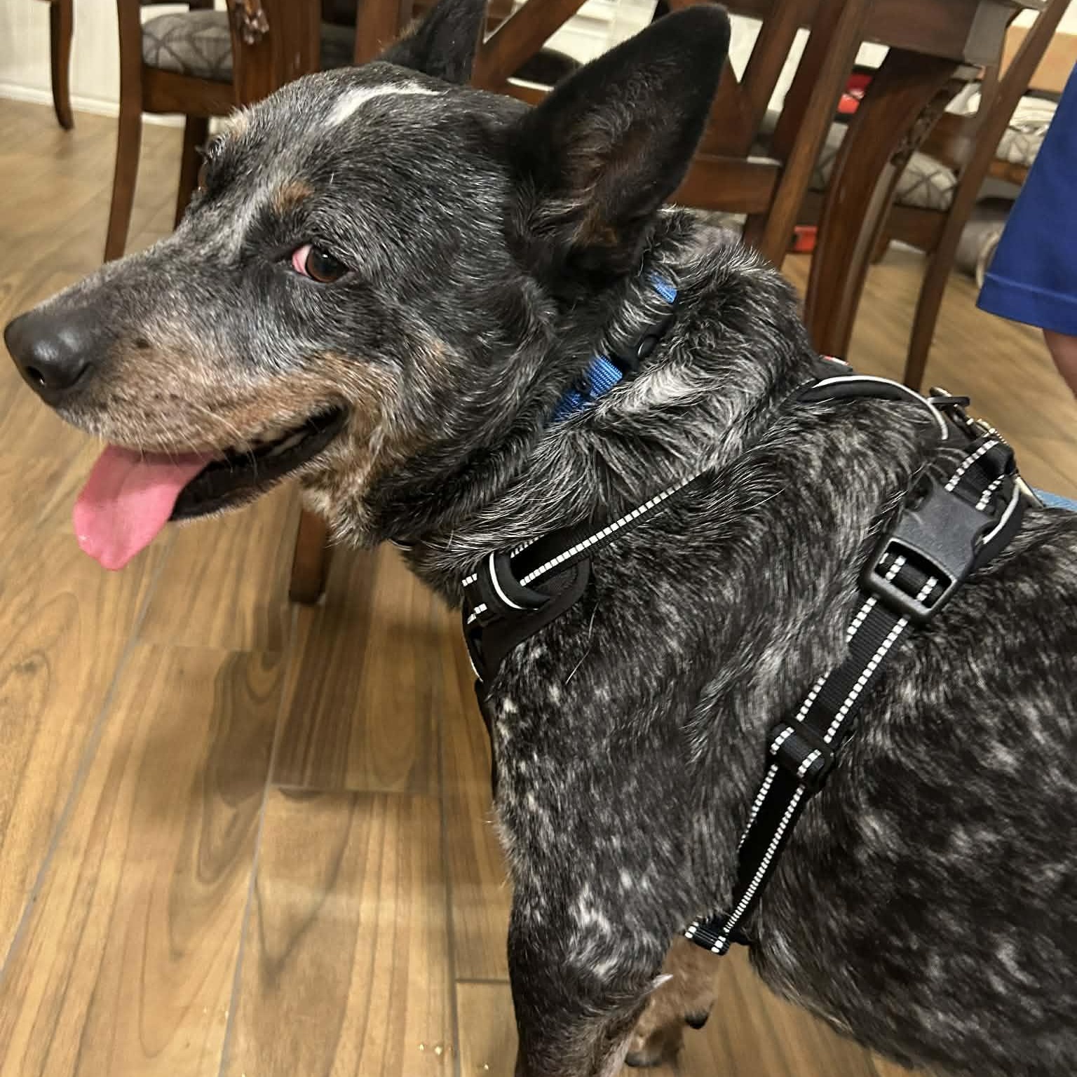 Enlarge Moose, a Adoptable Australian Cattle Dog / Blue Heeler in Springtown , TX image 3/5