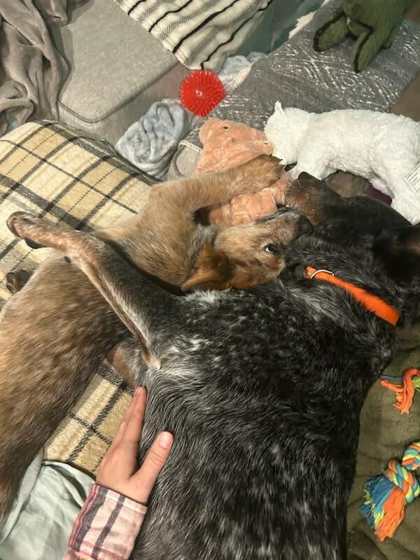 Enlarge Moose, a Adoptable Australian Cattle Dog / Blue Heeler in Springtown , TX image 6/6