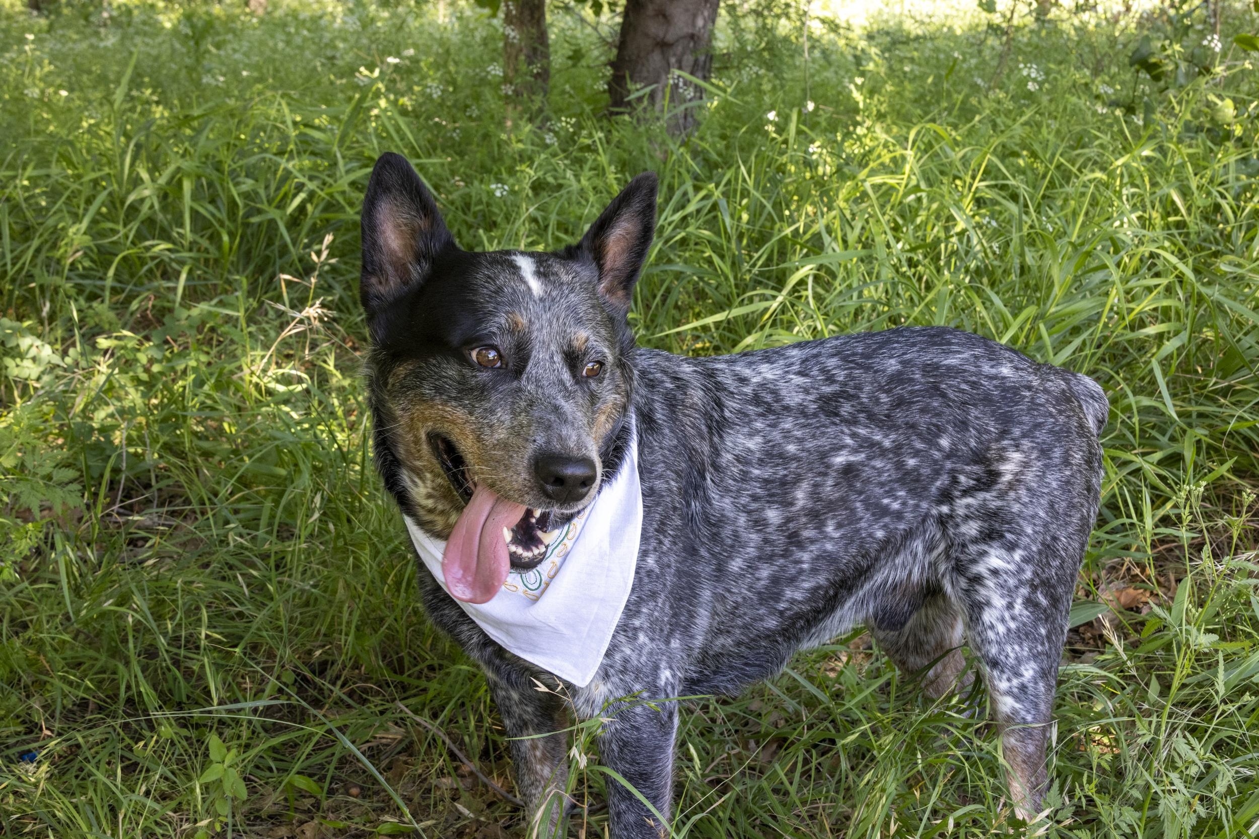 Enlarge Moose, a Adoptable Australian Cattle Dog / Blue Heeler in Springtown , TX image 4/6