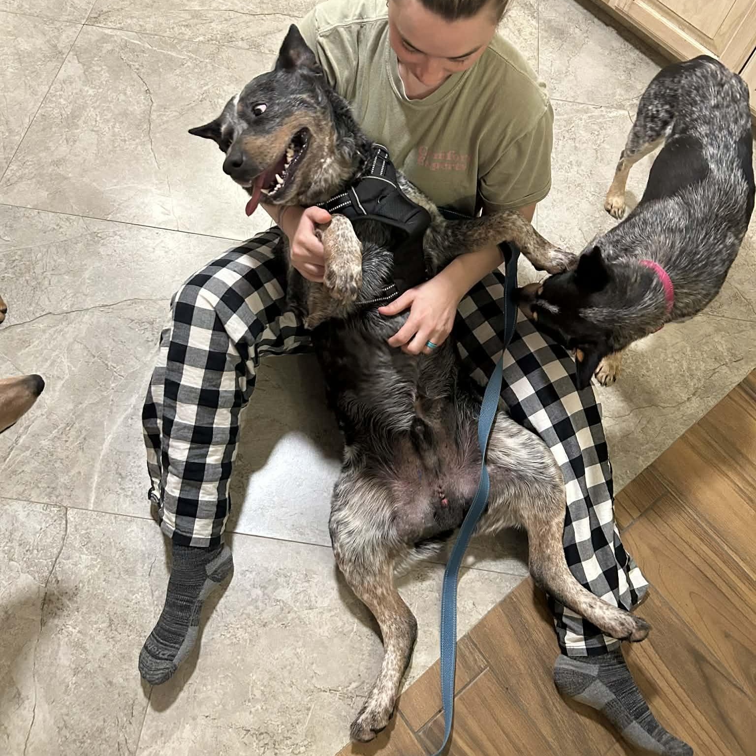 Enlarge Moose, a Adoptable Australian Cattle Dog / Blue Heeler in Springtown , TX image 4/5