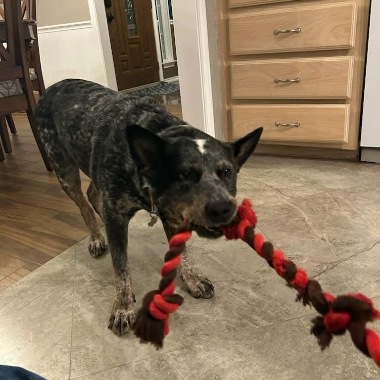 Enlarge Moose, a Adoptable Australian Cattle Dog / Blue Heeler in Springtown , TX image 5/6