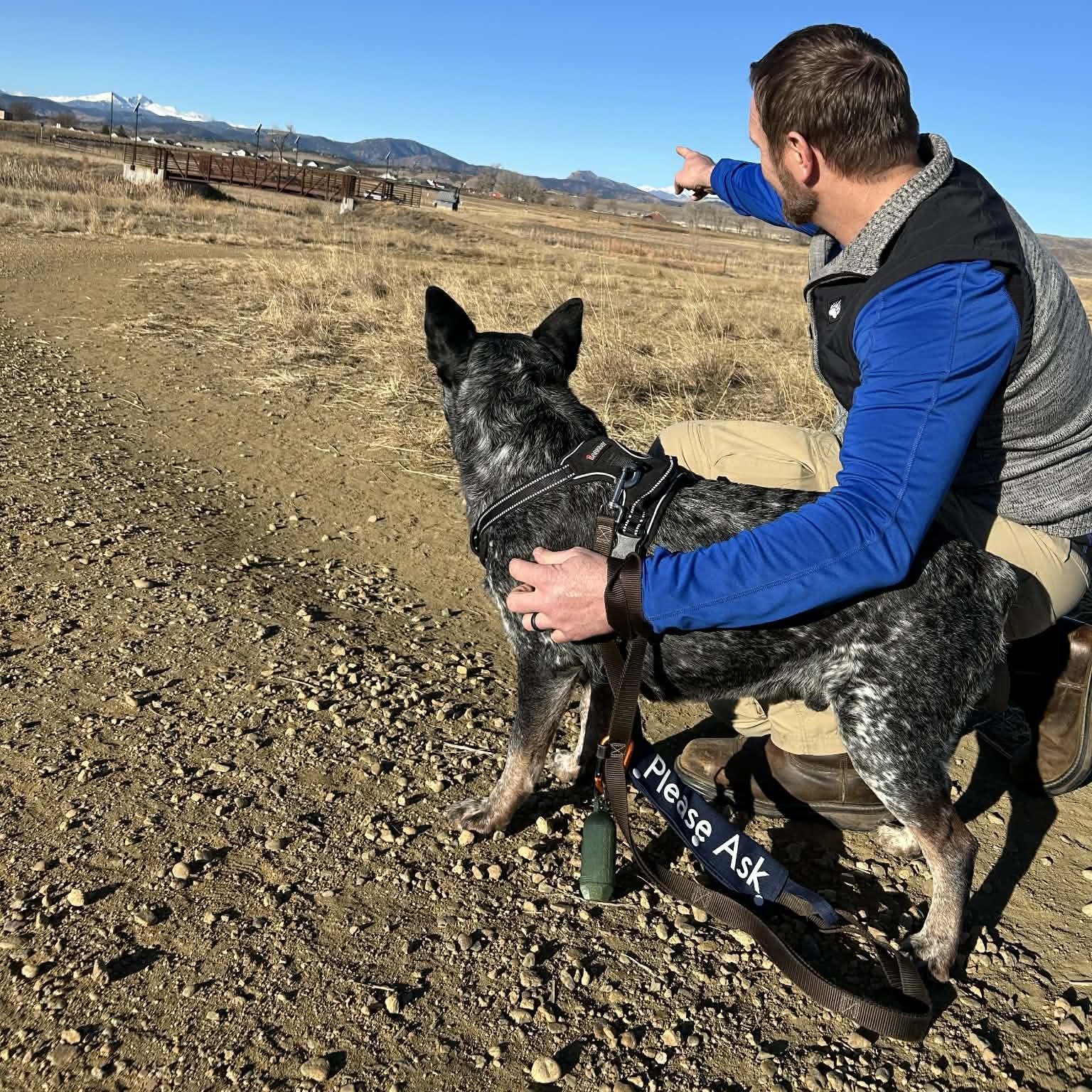 Enlarge Moose, a Adoptable Australian Cattle Dog / Blue Heeler in Springtown , TX image 5/5