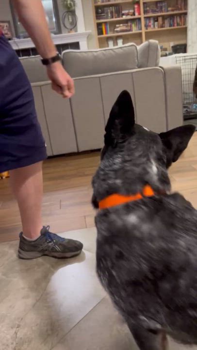 Enlarge Moose, a Adoptable Australian Cattle Dog / Blue Heeler in Springtown , TX video 2/6