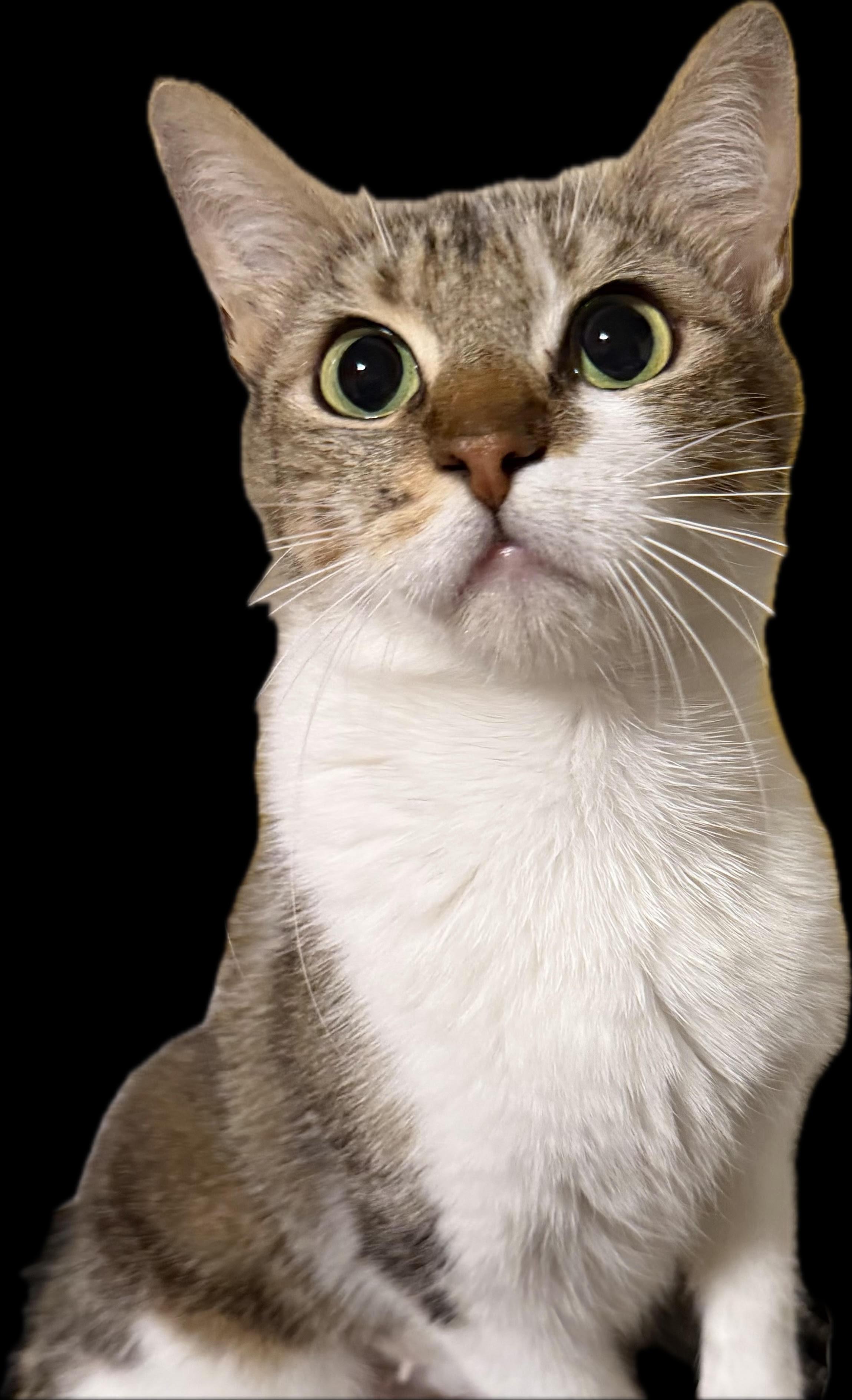 Enlarge Pickle, a Adoptable Domestic Short Hair in Colorado Springs, CO image 2/3