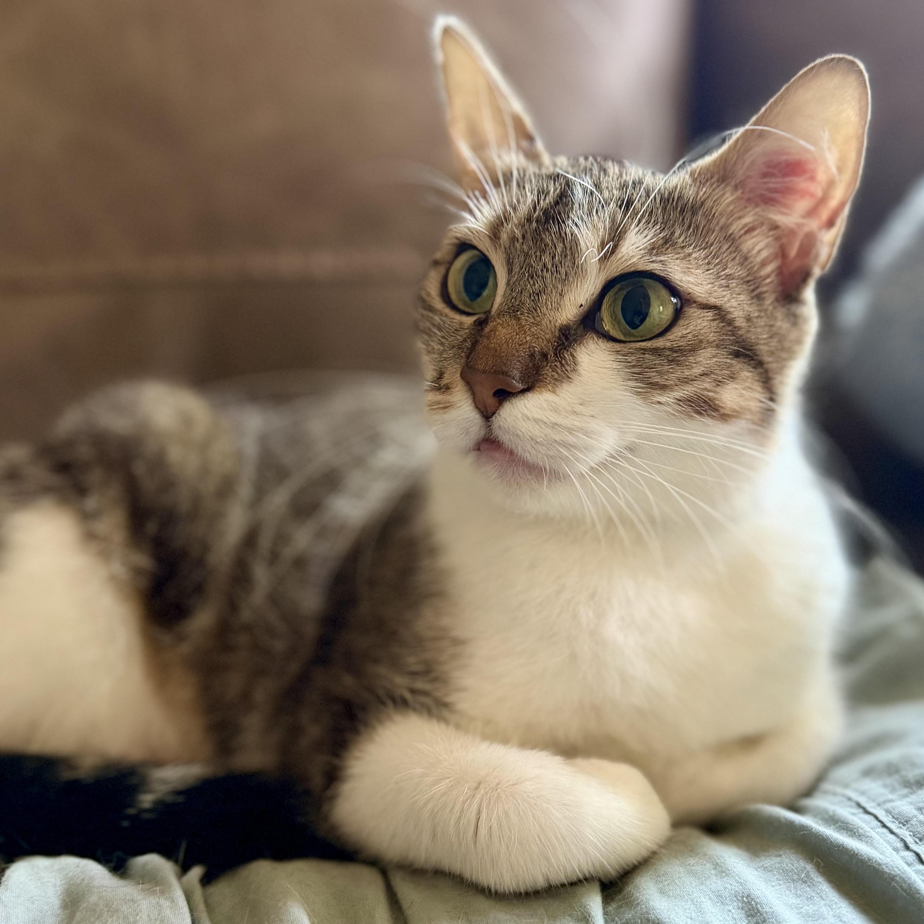 Enlarge Pickle, a Adoptable Domestic Short Hair in Colorado Springs, CO image 3/3