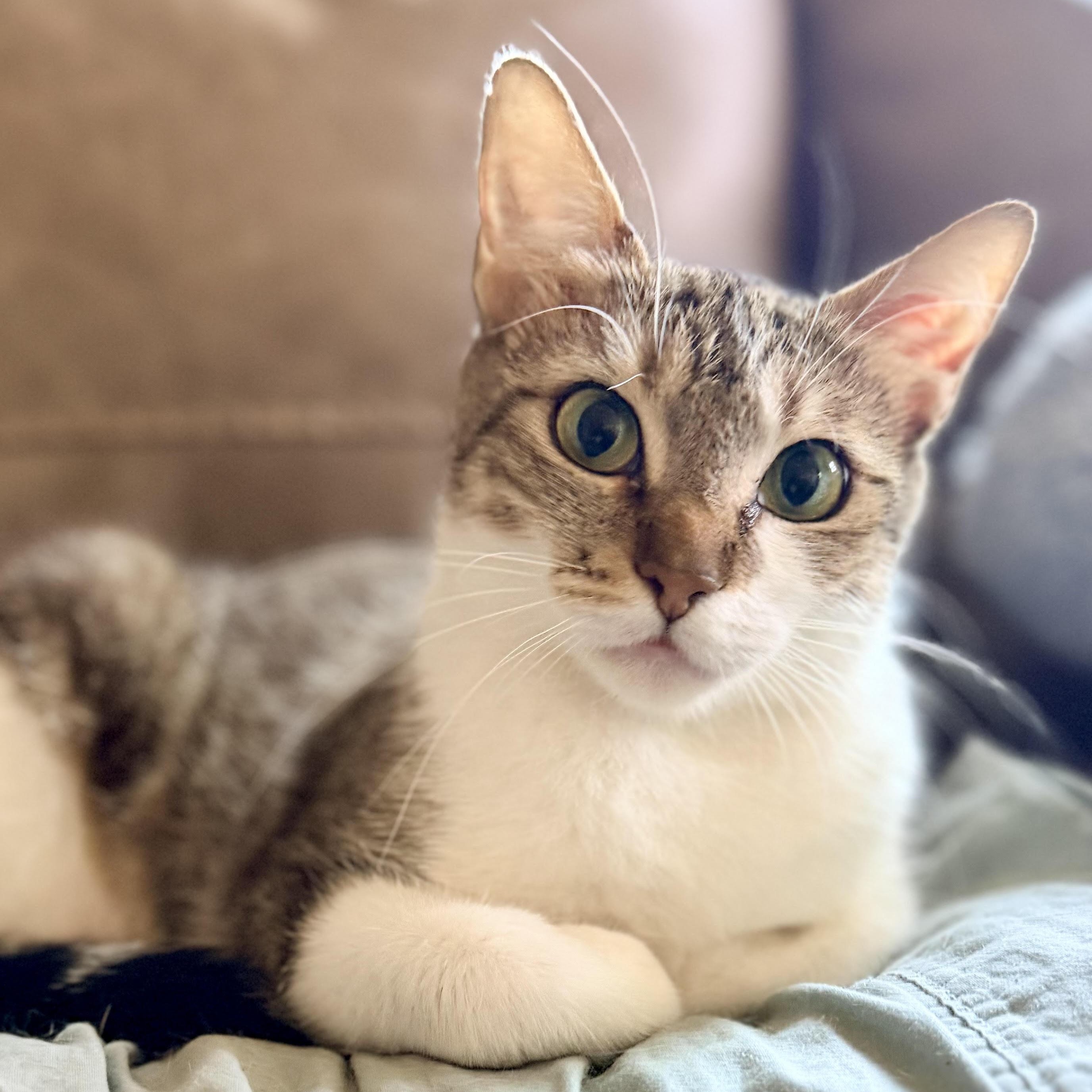 Enlarge Pickle, a Adoptable Domestic Short Hair in Colorado Springs, CO image 1/3