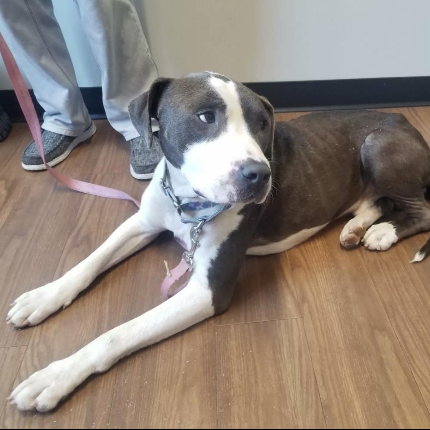 Zeus, adopted, Young Male American Staffordshire Terrier.