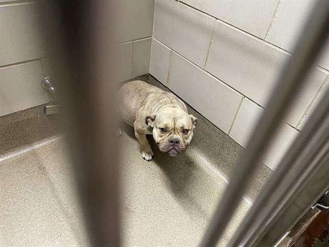 Enlarge FORFAR, a Adoptable mixed breed in Aurora, IL image 1/1
