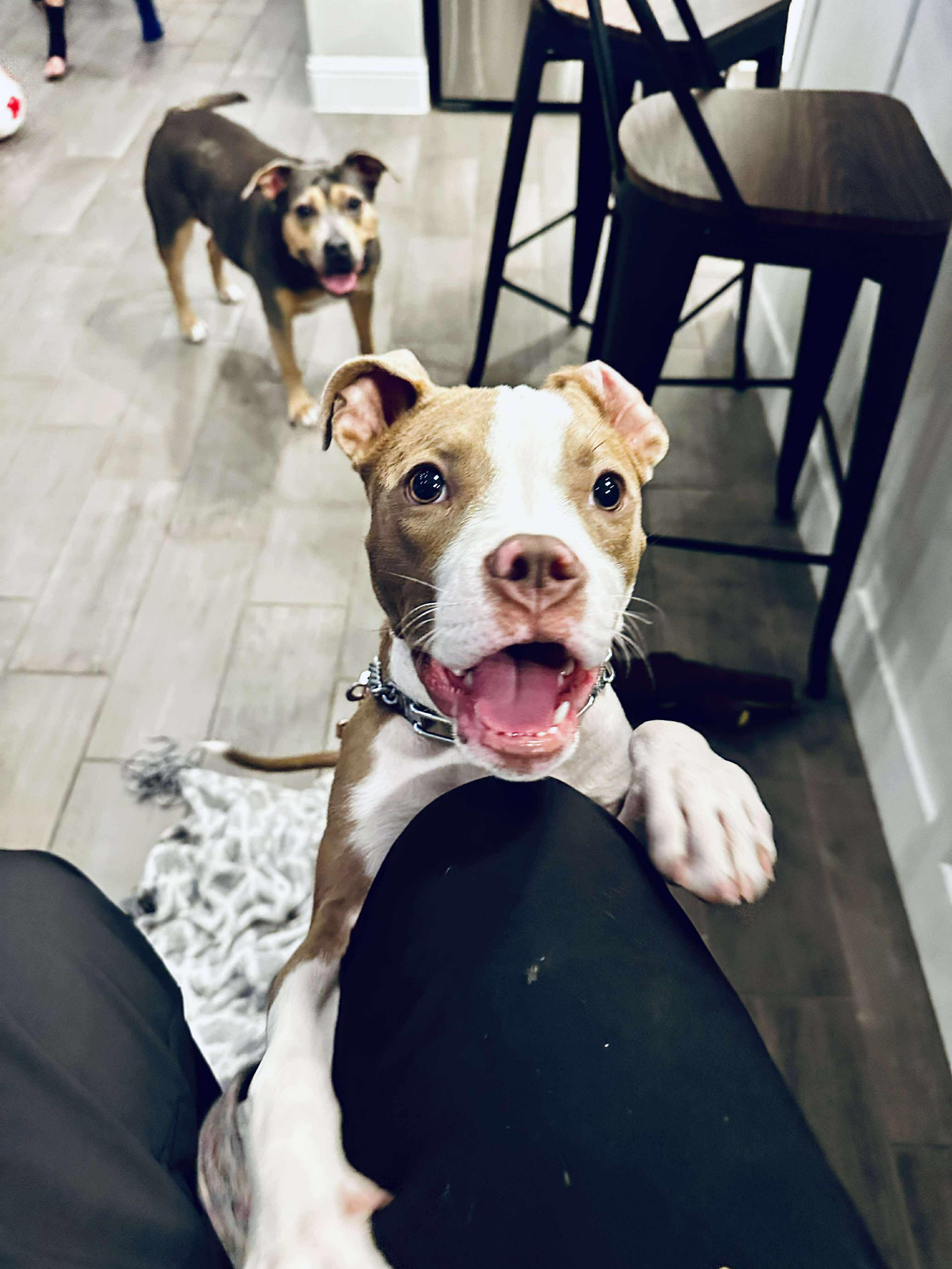 Iris, Adoptable, Young Female American Staffordshire Terrier.