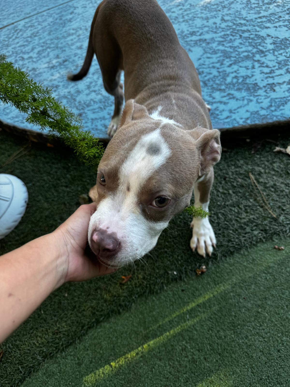 Enlarge Iris, a Adoptable mixed breed in Houston, TX image 4/5