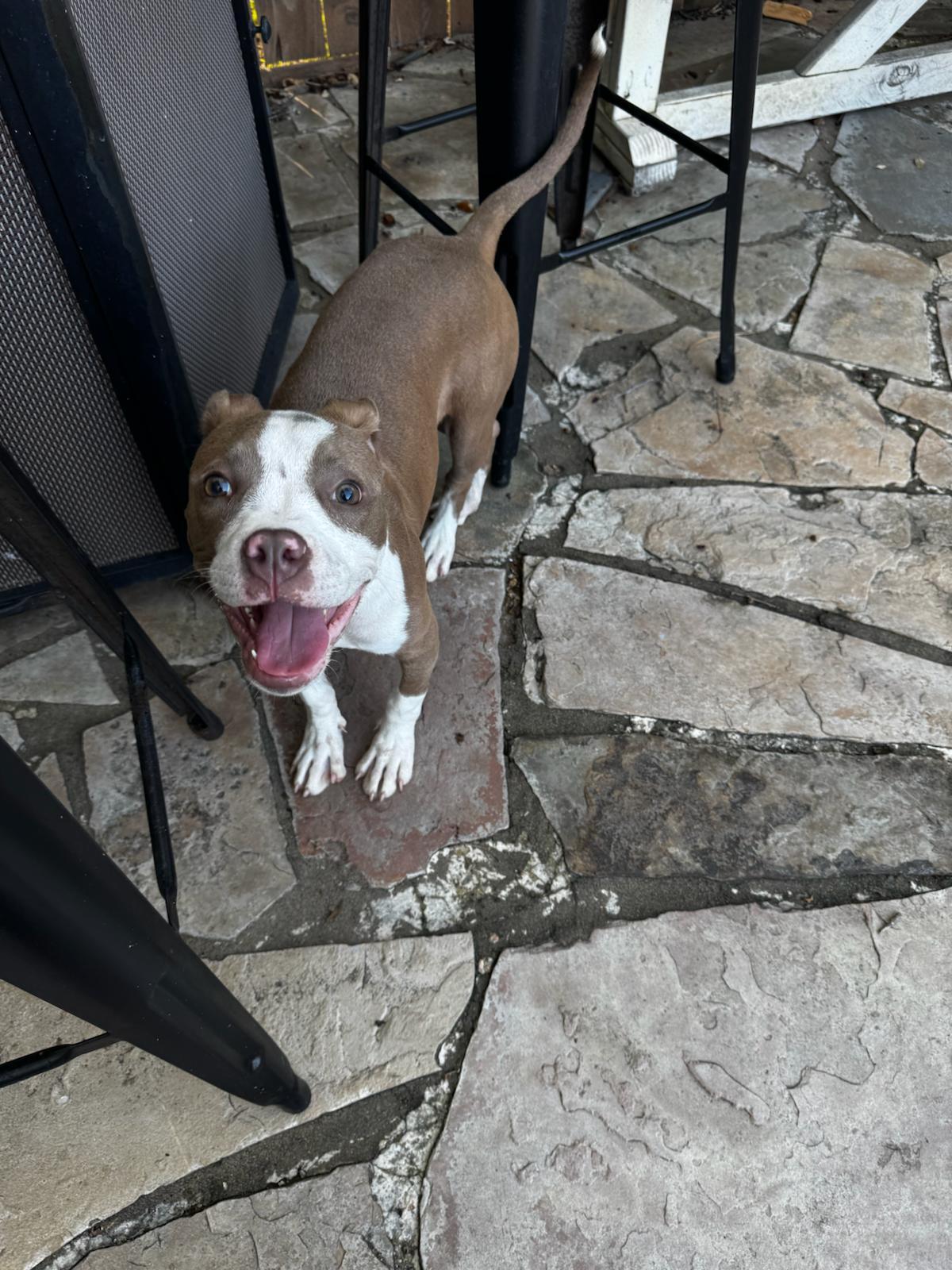 Enlarge Iris, a Adoptable mixed breed in Houston, TX image 3/5