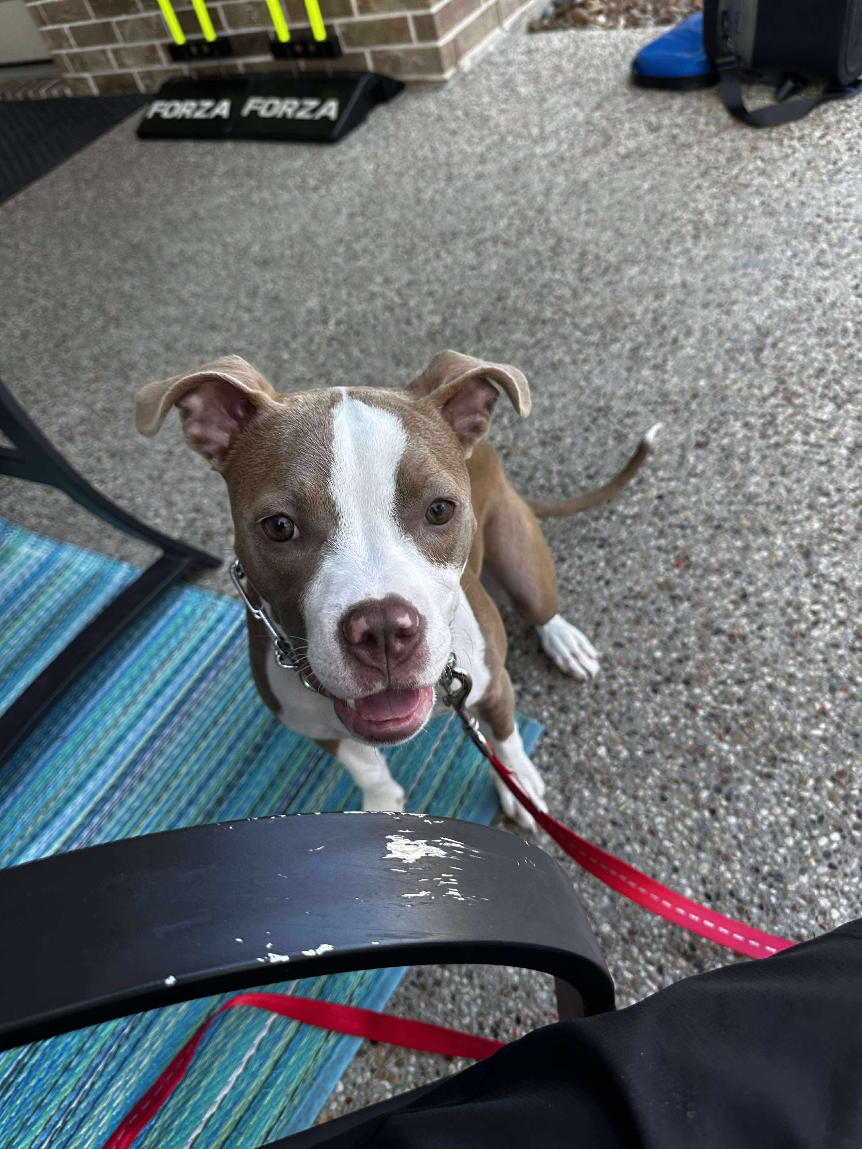 Enlarge Iris, a Adoptable mixed breed in Houston, TX image 2/5