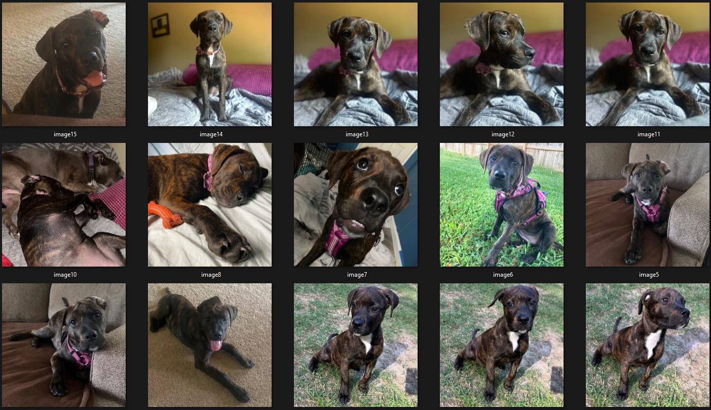 Amber, a Adoptable mixed breed in Smithfield, NC image 6/6