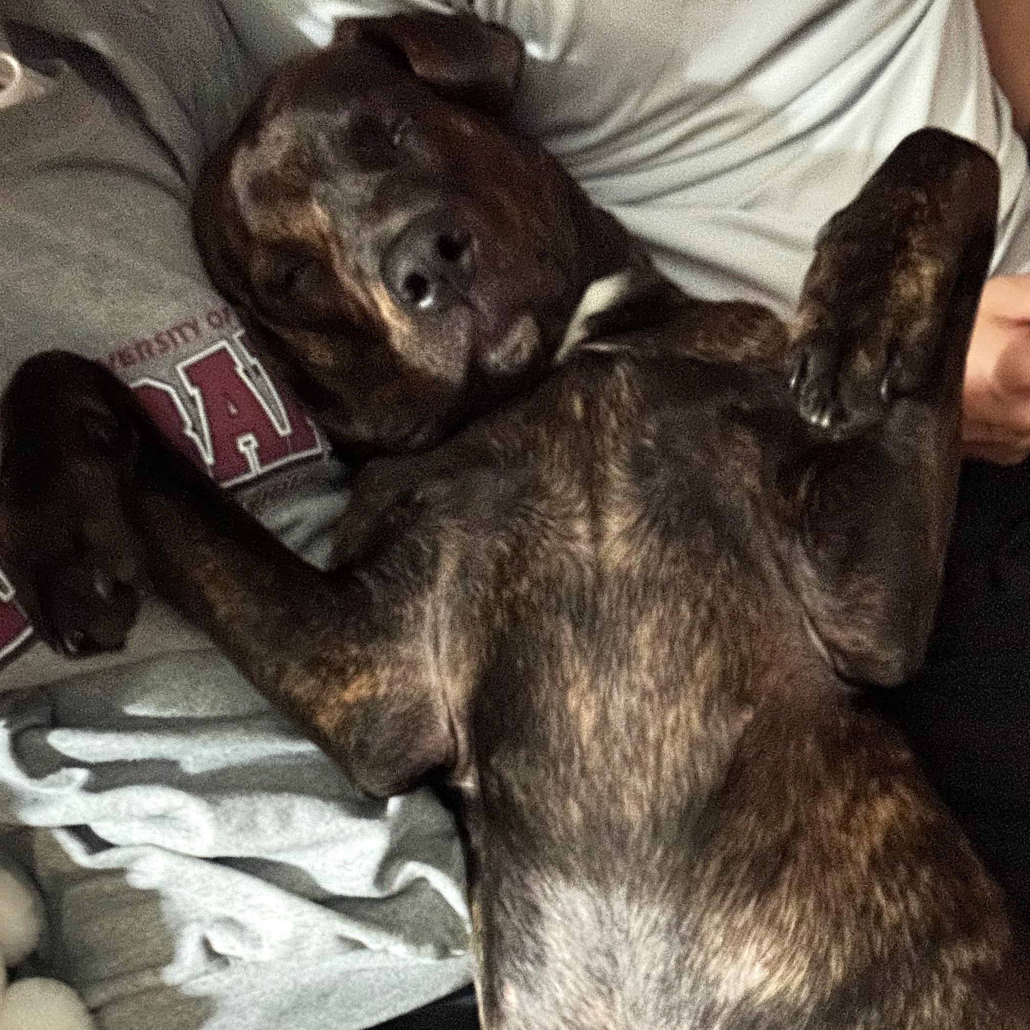 Amber, a Adoptable mixed breed in Smithfield, NC image 4/6