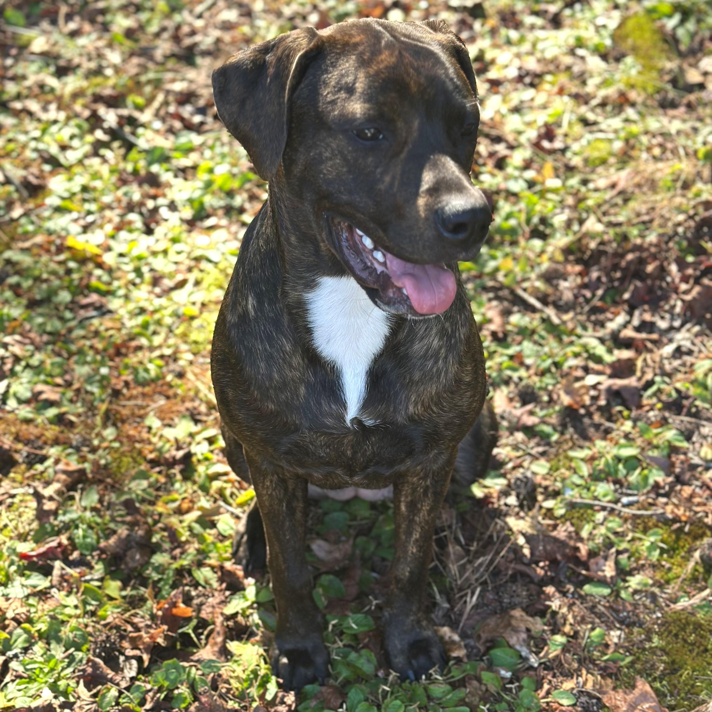 Amber, a Adoptable mixed breed in Smithfield, NC image 2/6