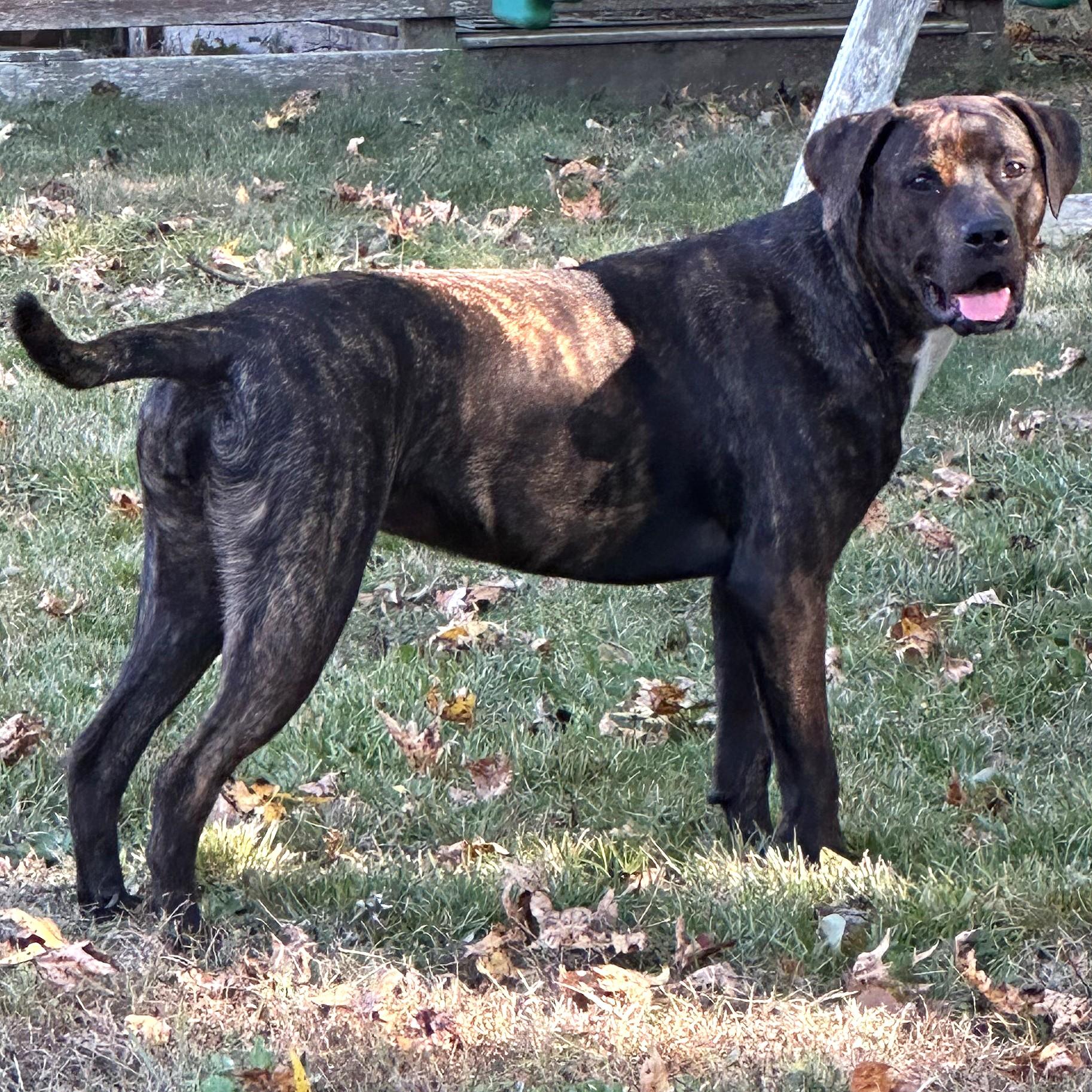 Amber, a Adoptable mixed breed in Smithfield, NC image 5/6