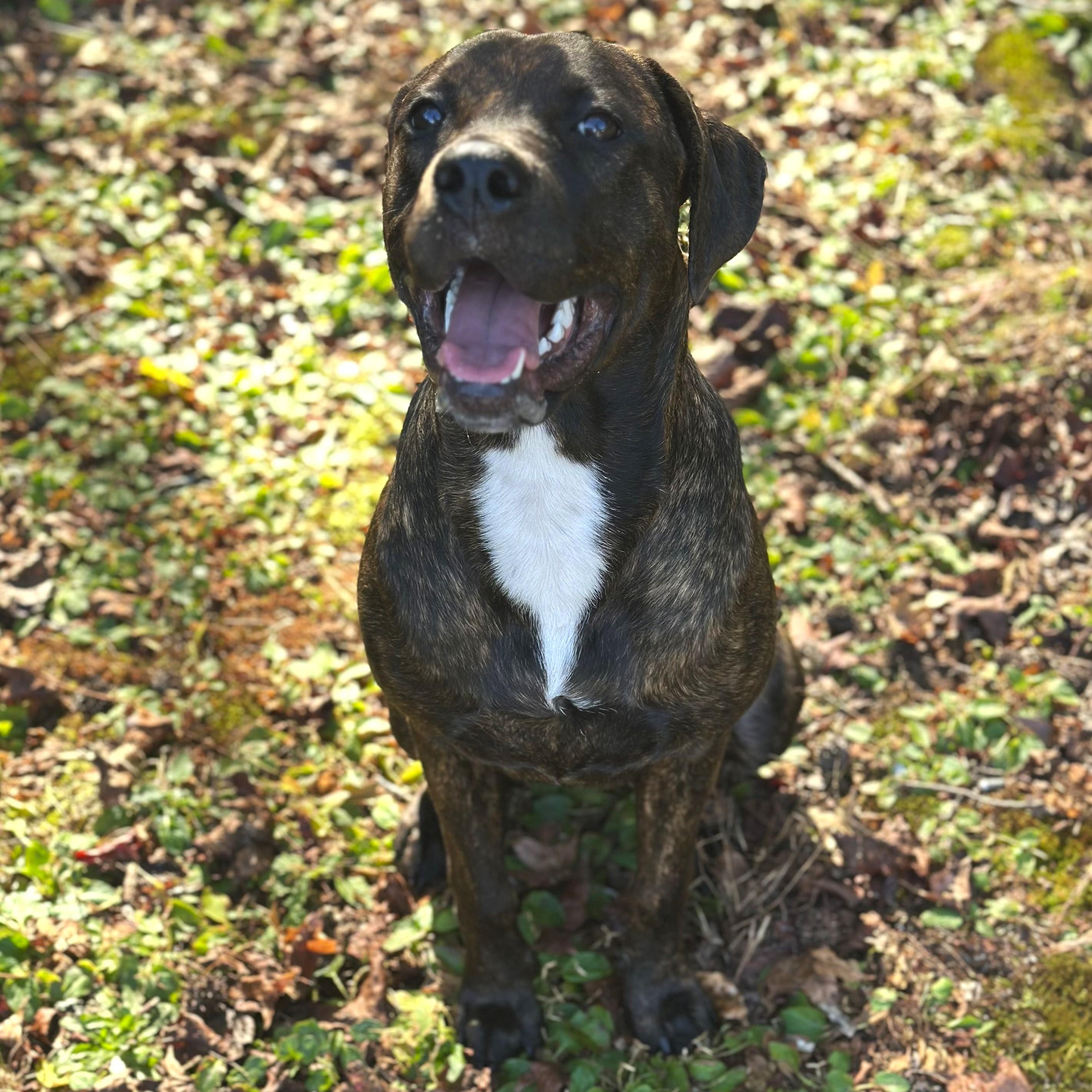 Amber, Adoptable, Young Female Cane Corso & Plott Hound.