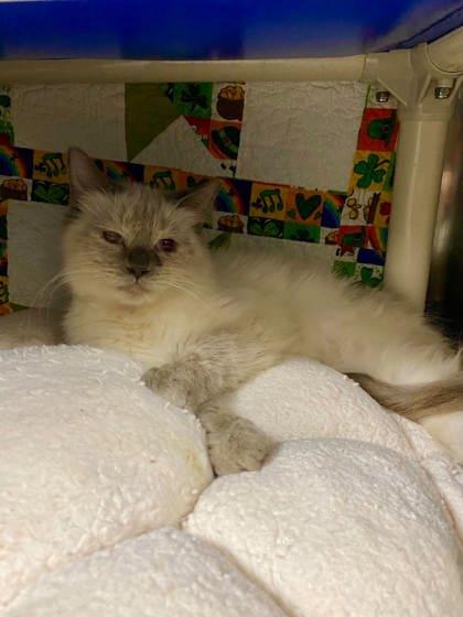 Hyphen, Adoptable, Adult Female Domestic Long Hair & Domestic Short Hair.