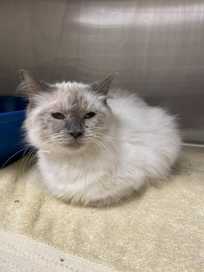 Hyphen, a Adoptable mixed breed in Munster, IN image 2/2