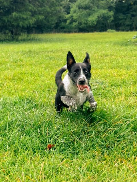 Enlarge Everly, a ADOPTABLE mixed breed in Madison, GA image 6/6
