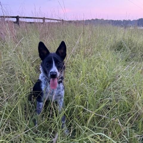 Enlarge Everly, a ADOPTABLE mixed breed in Madison, GA image 1/6