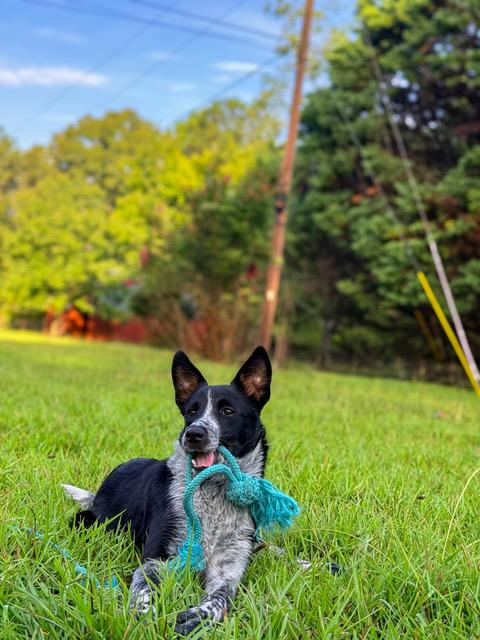 Enlarge Everly, a ADOPTABLE mixed breed in Madison, GA image 5/6