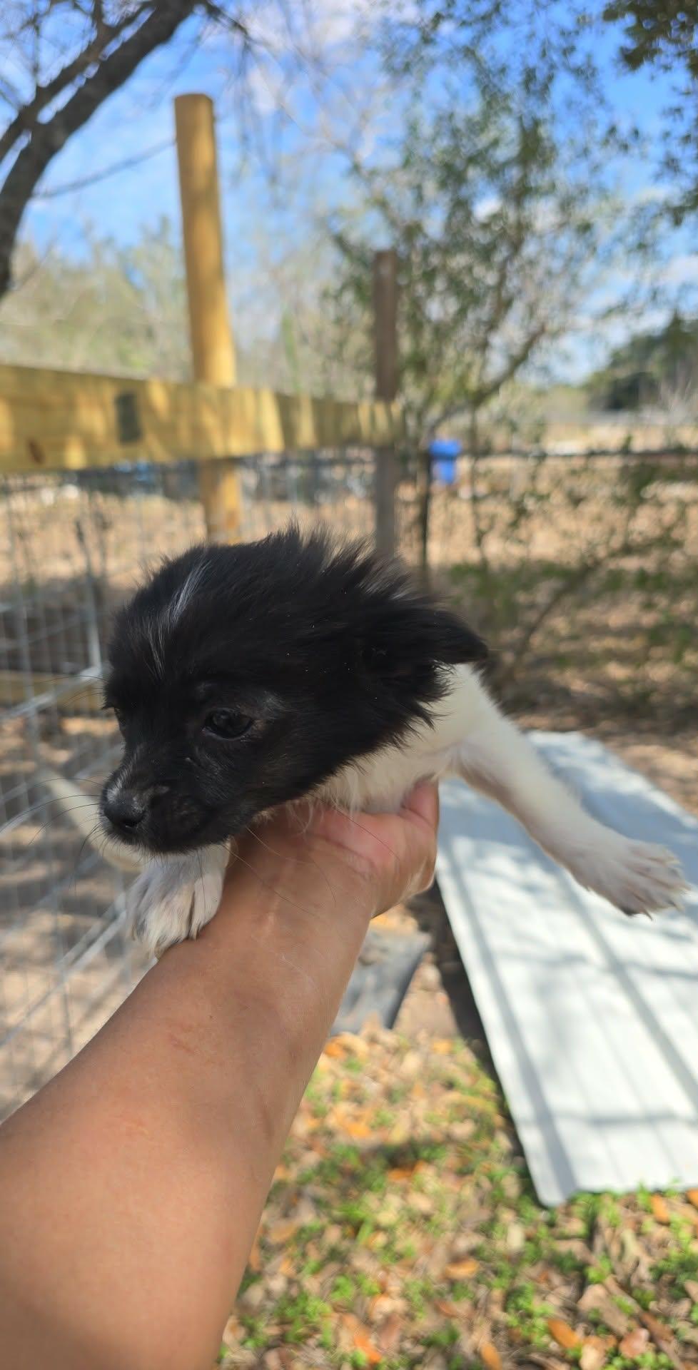 Luna (Coming 2/26/26), Adoptable, Puppy Female Mixed Breed.