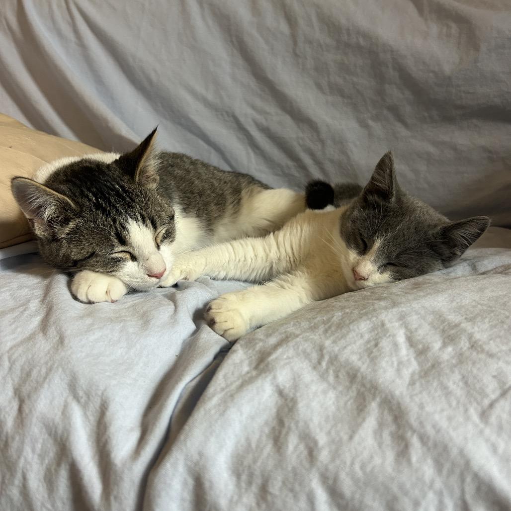 Enlarge Jaylin in Baltimore, MD * Adoption Pending*, a Adoptable Domestic Medium Hair in Alexandria, VA image 1/6